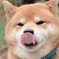 dogkin