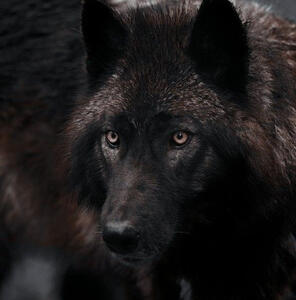 wolfkin